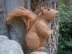 Knit One, Squirrel Two