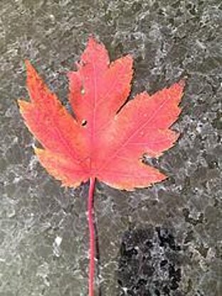 Maple Leaf Touque