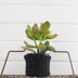 Project : 3 Plant Cozies