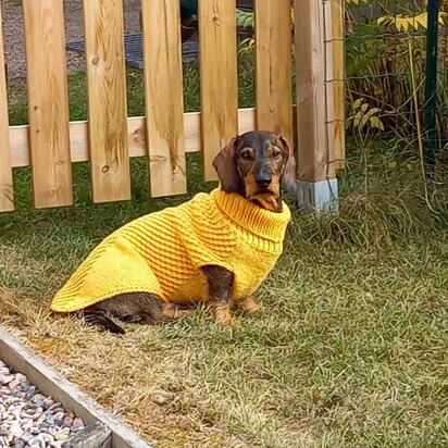 Tähti dog sweater - knitting pattern