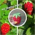 Strawberry keyring