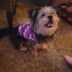 Easy No-Sew Small Dog/ Cat Sweater