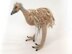 Australian Emu Bird