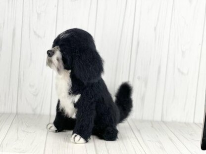 Black and White Shih Tzu dog