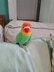 Fischer's Lovebird Plush