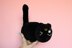 Black cat