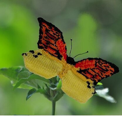 Exotic butterflies