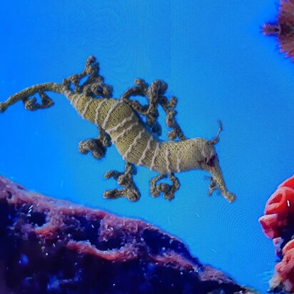 Leafy seadragon - knitting pattern