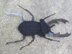 Stag Beetle