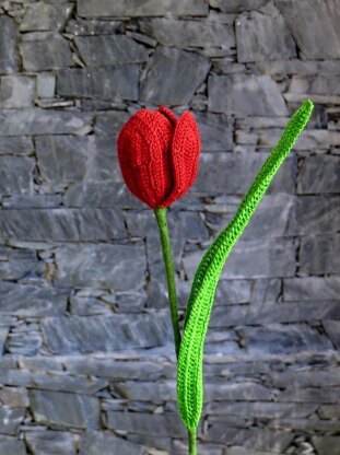 Tulip flower long stem