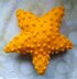 Starfish Baby Toy