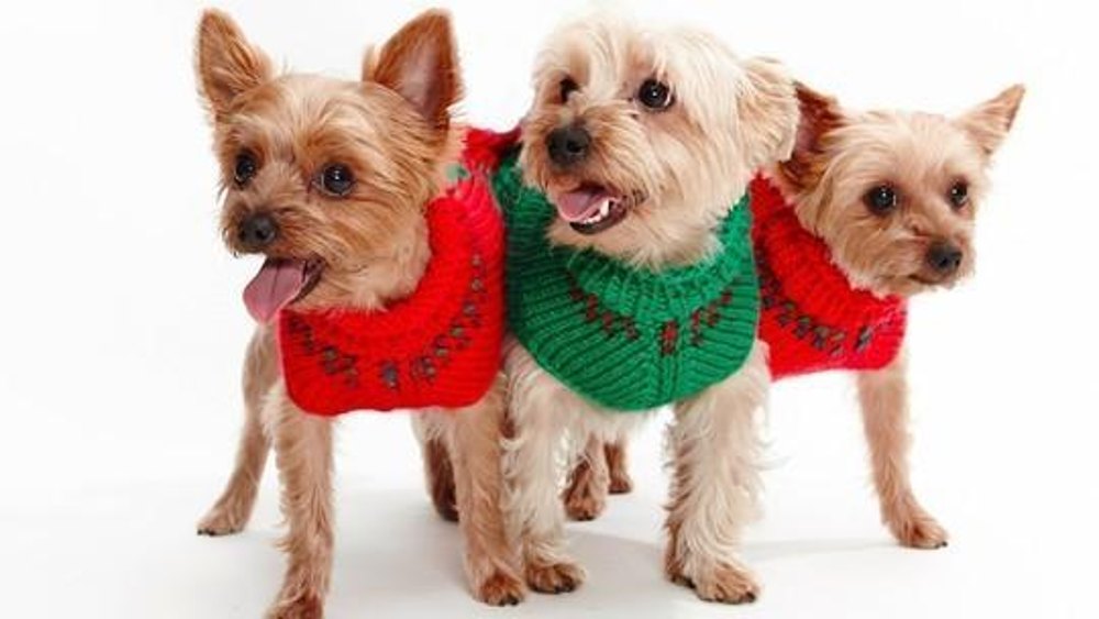 Yorkie on sale christmas sweater