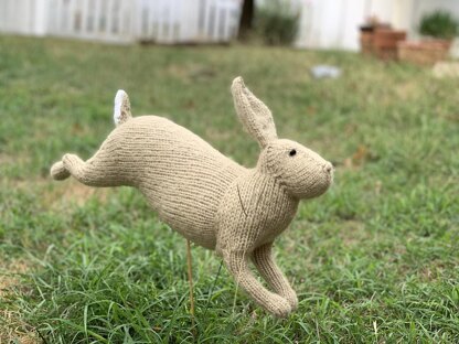 McGregor's Rabbit