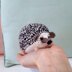 Hedgehog