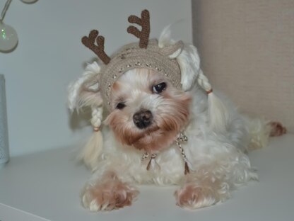 Reindeer dog hood, Crochet Pattern PDF, Size: XS for small dog. Language - English