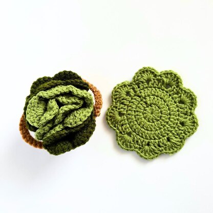 Succulent Plant Coasters