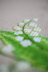 Vervaco Tablecloth Lily of the Valley