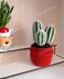 Cactus 3 in a pot