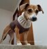 Earhart Dog Sweater UK TERMS 1214