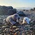 Sandy the Seal - US Terminology - Amigurumi