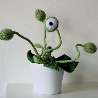 Cyclops Pot Plant