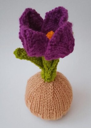 Tulip Chocolate Orange Cosy