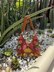 Tulip Bloom Mosaic Square