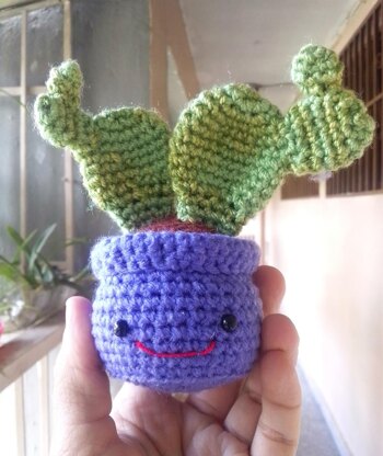 Nopal Cactus Happy