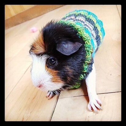 Easy Knit Guinea Pig Sweater