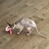 Rolypoly Mousie Toy