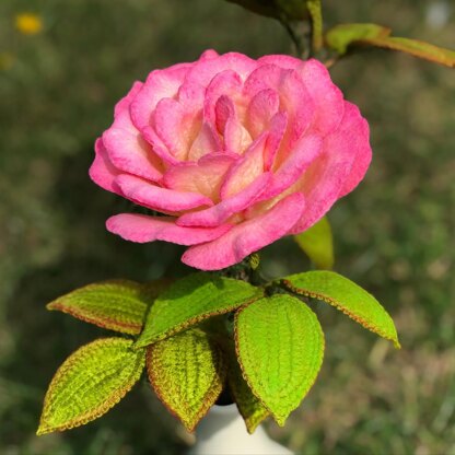 Handel Rose