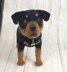 Rottweiler dog crochet