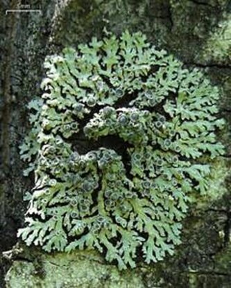 Lichen Cowl