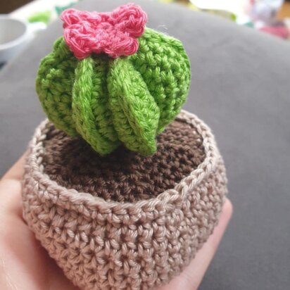Bishop's cap cactus