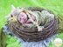 Cera Tops The Triceratops Dino Baby Hat and Cocoon Set