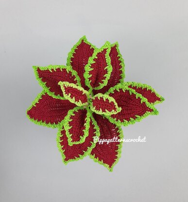 Coleus Red