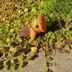 Froggy's Mushroom Hat