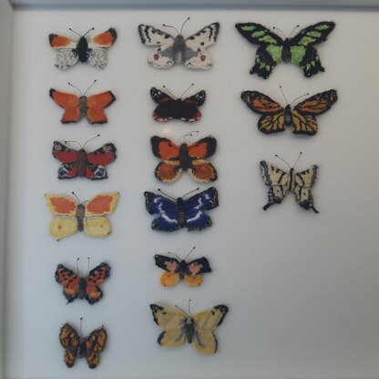 American butterflies