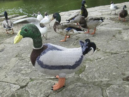 My Pet Mallard Duck