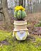 Gnome succulent (cactus)