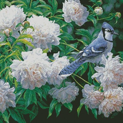 Blue Jay in Peonies - #13356-BH