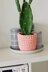 The Cactus Cozy