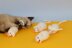 3 Blind Mice Kitten Toy