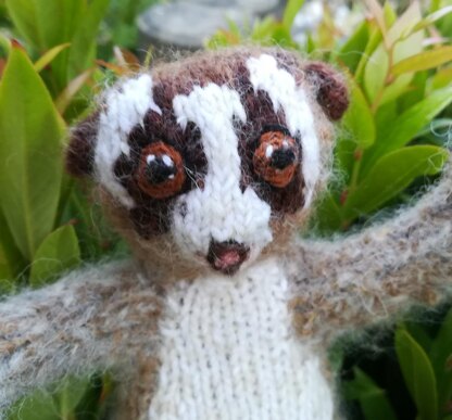 Slow loris