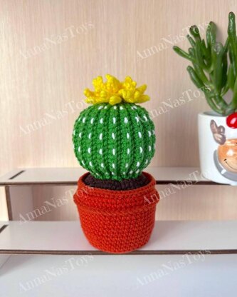 Cactus in a pot_5