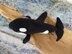 Kalla the Orca Whale Amigurumi