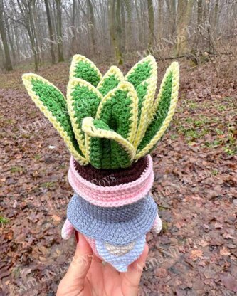 Gnome succulent (sansevieria)