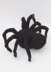 Halloween Spider Chocolate Orange Cosy