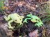 Australian Red Eyed Tree Frog