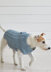Denim Coat - Dog Sweater Knitting Pattern For Pets in Debbie Bliss Cotton Denim DK by Debbie Bliss